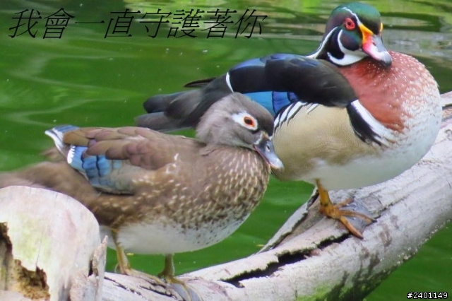 SX50HS 長炮拍攝  照片連環圖