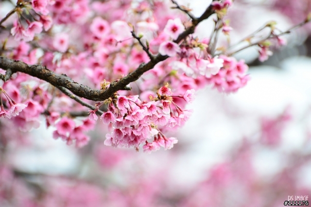 陽明山櫻花