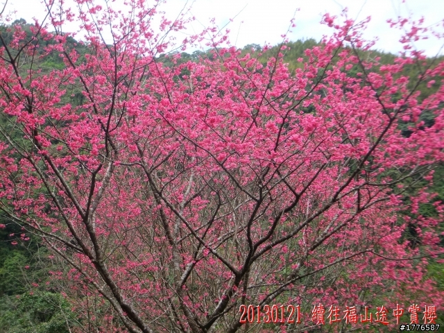 20130121  烏來福山賞櫻之旅
