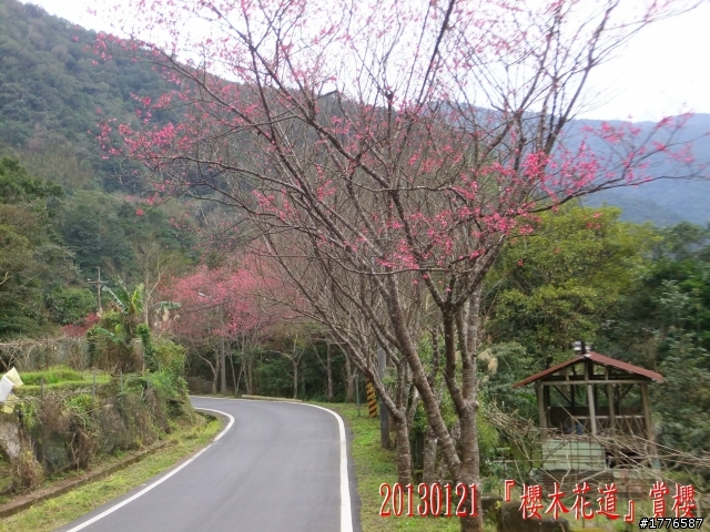 20130121  烏來福山賞櫻之旅