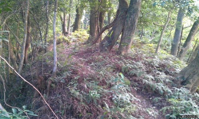 20130121 永定煤礦 永定坑山 鳥嘴岩 鳥嘴山 皇帝殿北峯登山口 O型健走