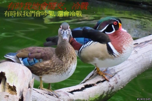 SX50HS 長炮拍攝  照片連環圖