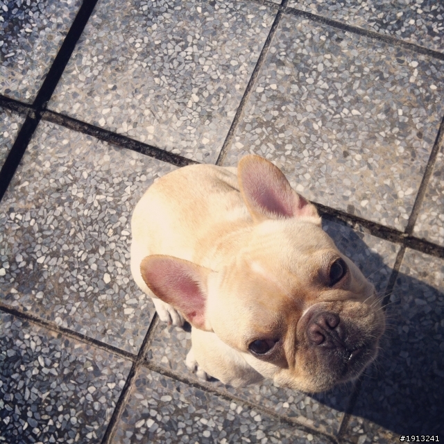 我是法國鬥牛犬~我是Whiskey (經驗分享)