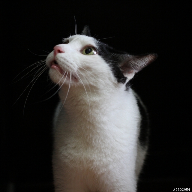 canon650D-2012亂拍回顧(大部分都是騰龍A16)