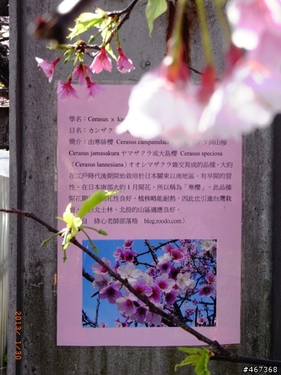 陽明山平等里賞櫻-圖多
