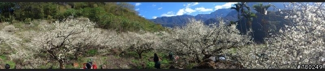 柳家梅園 1月6號梅況