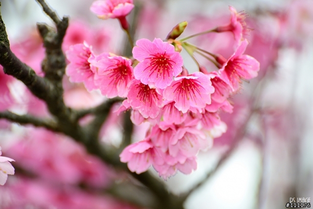 陽明山櫻花