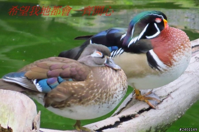 SX50HS 長炮拍攝  照片連環圖
