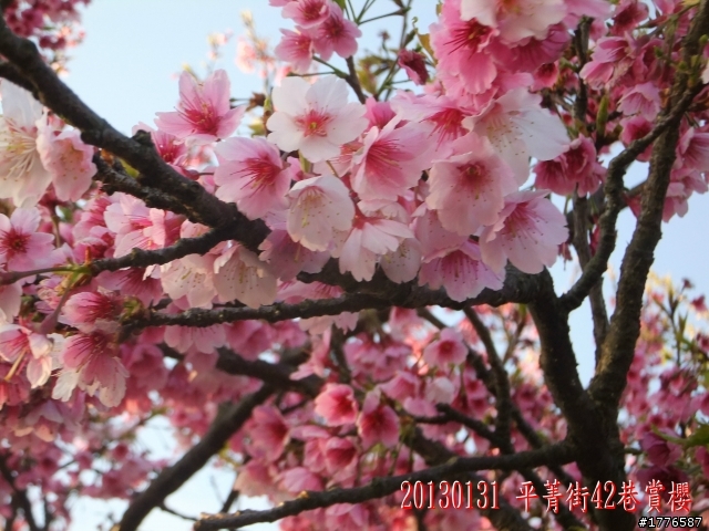 20130131  2013台北茶花展及平菁街42巷賞櫻之旅