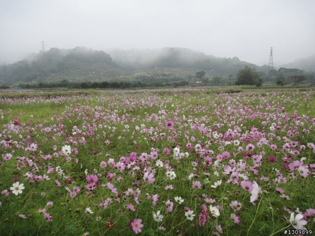 2013首發團，苗栗健康一路發，