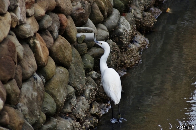 SONY A37 打鳥打蜜蜂打花實照