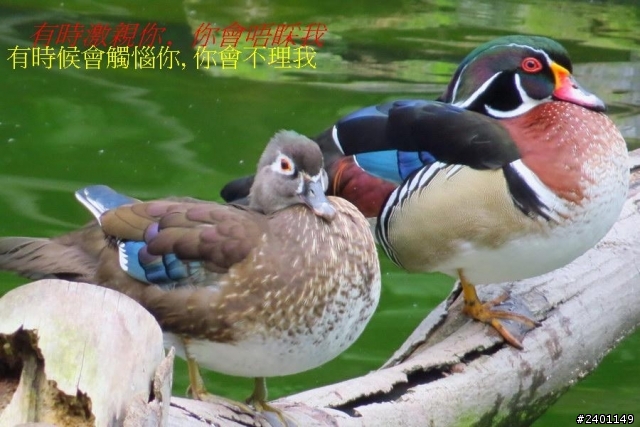 SX50HS 長炮拍攝  照片連環圖