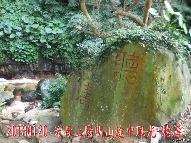 20130120  圓山2013台北花卉展 陽明山菁山路賞櫻之旅