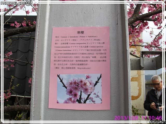 20130128 士林區平菁街42巷巧遇~小美，寒櫻已經接近尾聲。