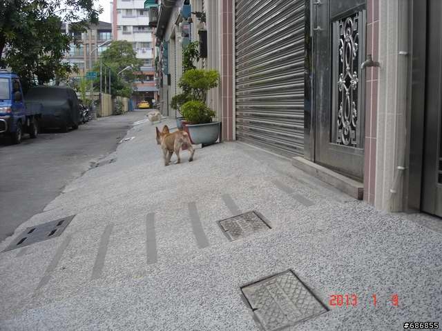 走失的咖啡色法國鬥牛犬 . 2天沒看到了 .很抱歉
