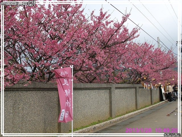 20130128 士林區平菁街42巷巧遇~小美，寒櫻已經接近尾聲。