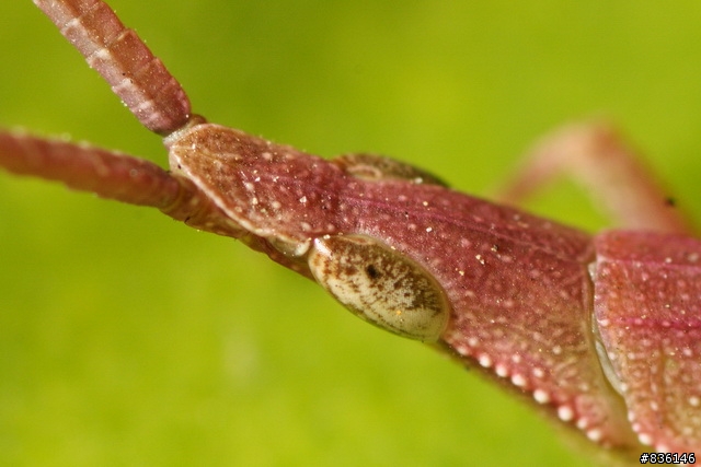 α77微距新手的拍攝分享