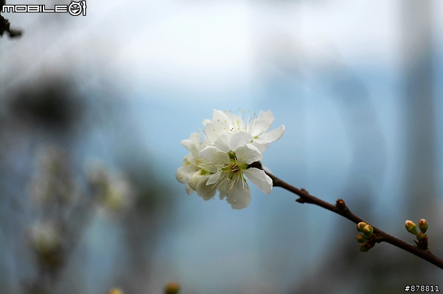 重回梅嶺-102年梅峰古道vs梅龍步道綻放的梅花與櫻花