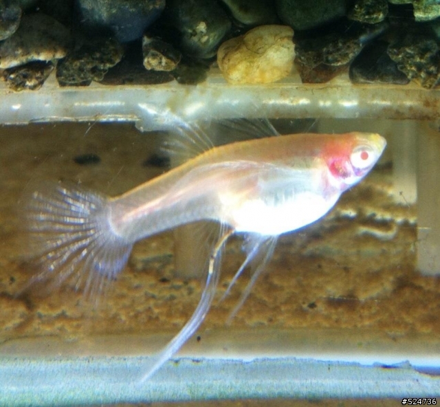 孔雀魚藍禮白子緞帶
