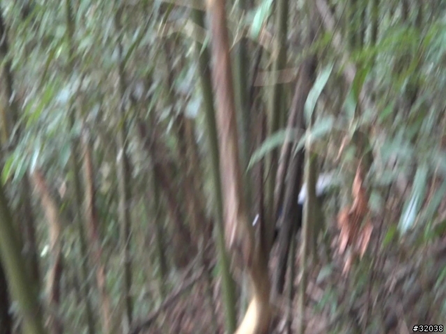 這是藍腹鷴嗎?