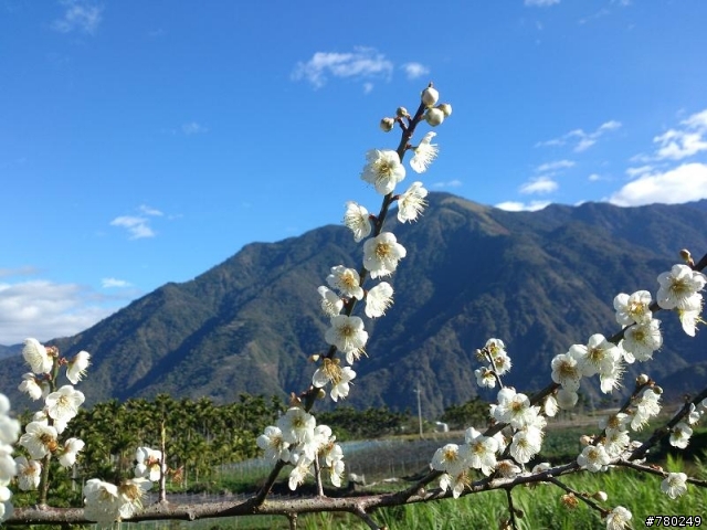柳家梅園 1月6號梅況