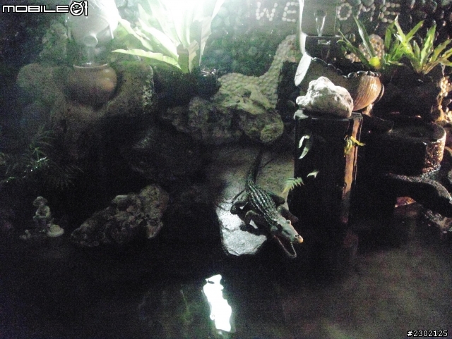 庭院不只能種花種樹，耗時兩個月一人獨自純手工打造外面看不到的超大型過濾型魚池