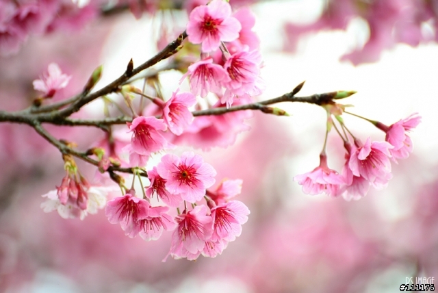 陽明山櫻花