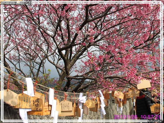 20130128 士林區平菁街42巷巧遇~小美，寒櫻已經接近尾聲。