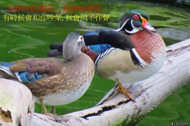 SX50HS 長炮拍攝  照片連環圖