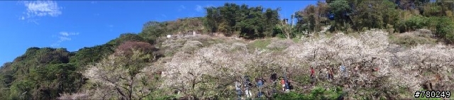 柳家梅園 1月6號梅況
