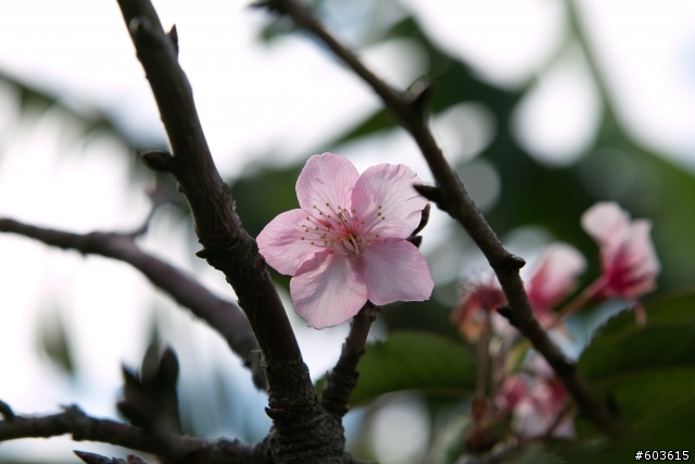 2013 桜祭り