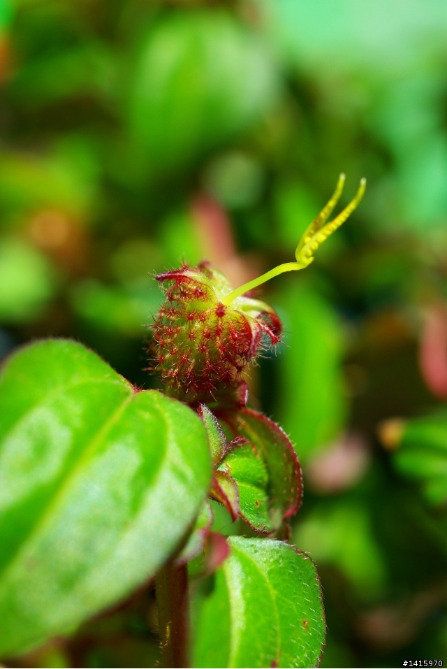 K10D + DA 35mm f2.8 macro....更新中