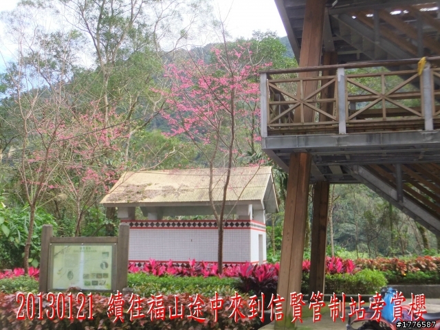 20130121  烏來福山賞櫻之旅
