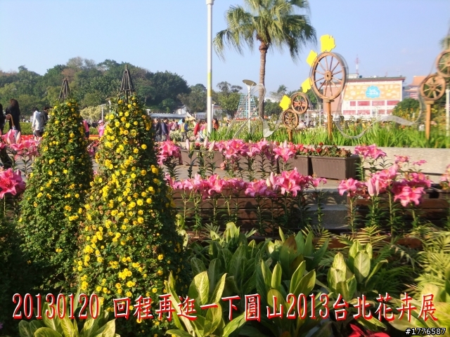 20130120  圓山2013台北花卉展 陽明山菁山路賞櫻之旅