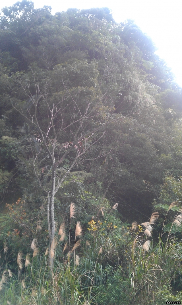 20130121 永定煤礦 永定坑山 鳥嘴岩 鳥嘴山 皇帝殿北峯登山口 O型健走