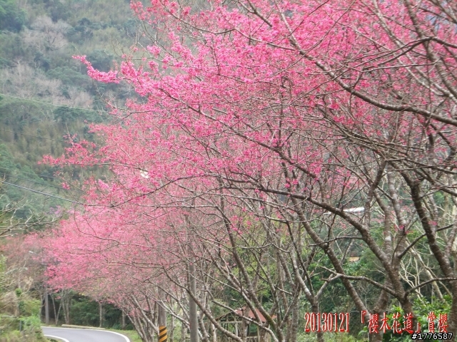 20130121  烏來福山賞櫻之旅