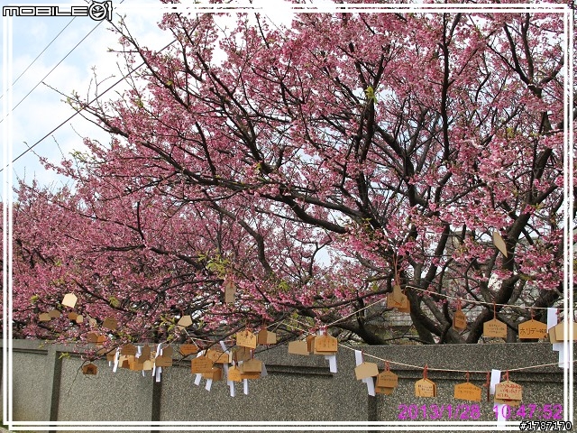 20130128 士林區平菁街42巷巧遇~小美，寒櫻已經接近尾聲。