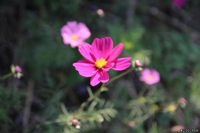canon650D-2012亂拍回顧(大部分都是騰龍A16)