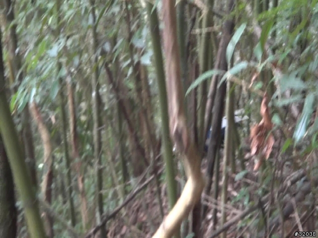 這是藍腹鷴嗎?