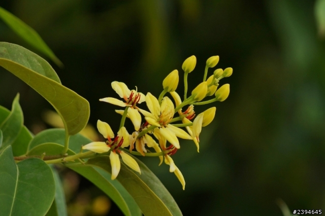 SONY A37 打鳥打蜜蜂打花實照