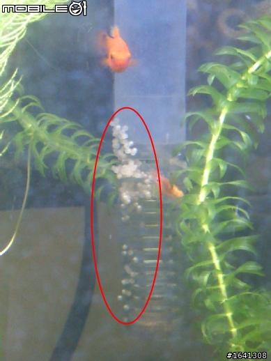 請問魚缸裡的"卵"~?!