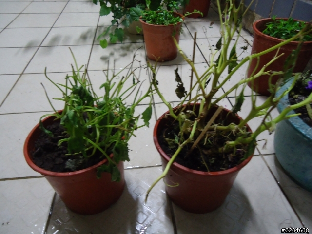 HELP! !!!!  還有救嗎?