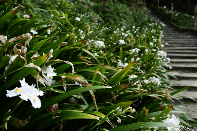 [ 郊山 ] 小百岳005－觀音山、占山連峰