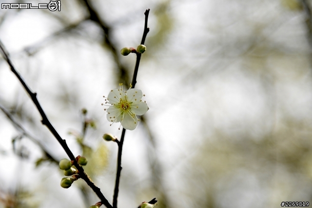 新竹上坪寒冬滶梅