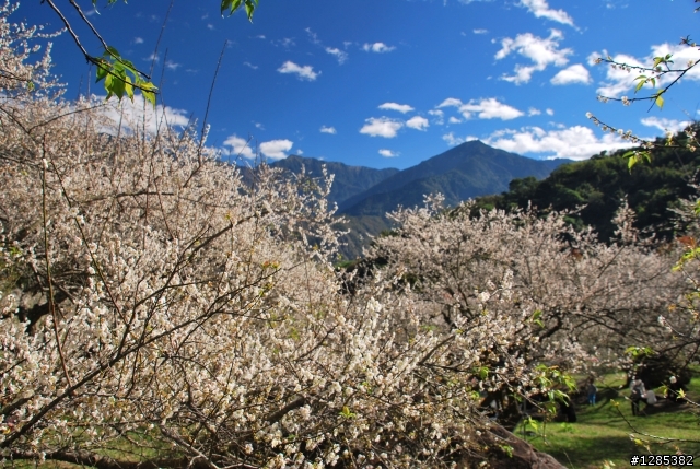 柳家花園賞梅~