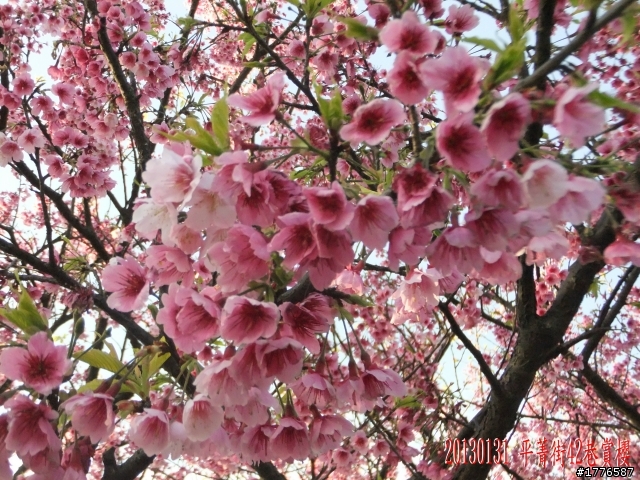 20130131  2013台北茶花展及平菁街42巷賞櫻之旅