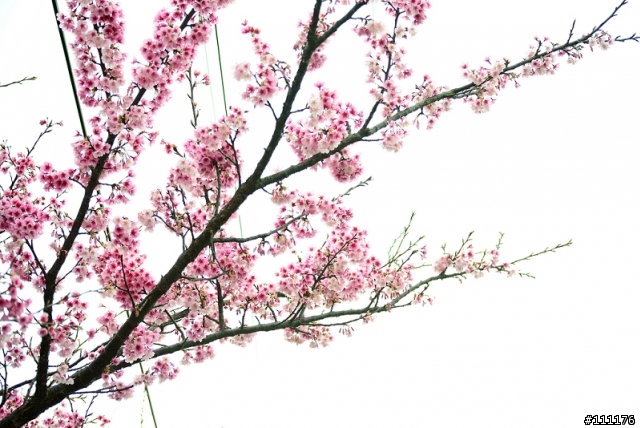 陽明山櫻花