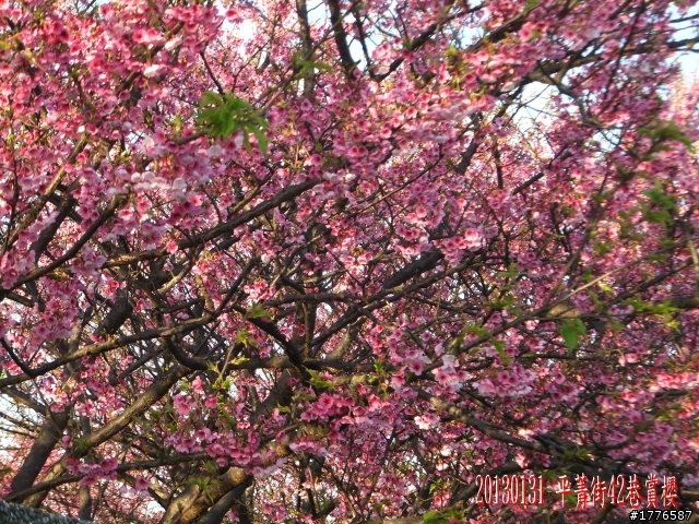 20130131  2013台北茶花展及平菁街42巷賞櫻之旅
