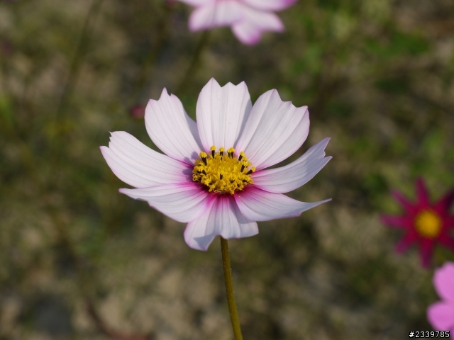 安定花海