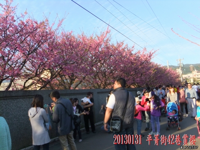 20130131  2013台北茶花展及平菁街42巷賞櫻之旅